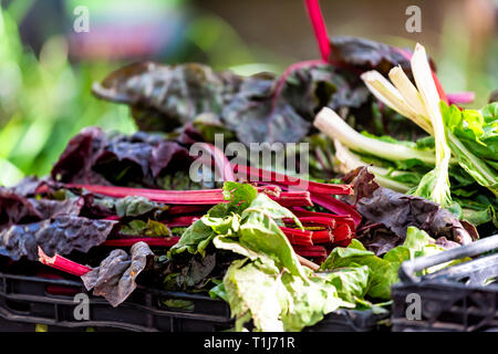 Nahaufnahme der Haufen von Zuckerrüben Blätter oder lila swoss Mangold bunte auf Anzeige Farmers Market shop shop Lebensmittelgeschäft Stockfoto