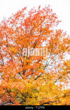 Virginia gelb orange rot Bäume im Herbst vertikale Ansicht in der Fairfax County buntes Laub in Northern VA mit hohen Baum Stockfoto