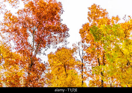 Virginia gelb orange rot Eiche Bäume im Herbst Blick in Fairfax County buntes Laub in Northern VA woods Stockfoto
