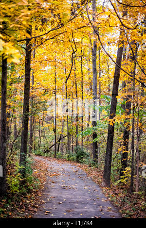 Virginia Gelb Herbst Bäume vertikale Ansicht in der Fairfax County buntes Laub in Northern VA auf Sugarland Run Stream Valley Trail mit gepflasterten Straße weg Stockfoto