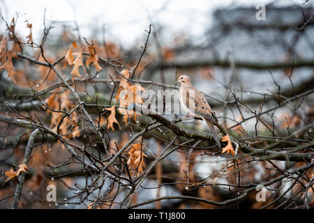 Taube nasser Vogel sitzt auf Eiche Baum im Winter regen closeup in Virginia mit Wassertropfen gehockt Stockfoto