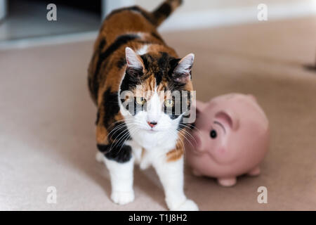 Lustige weiblich Calico Cat waling auf dem Teppich im Haus Zimmer im Haus durch Geld Pink Pig piggy Bank Spielzeug Stockfoto