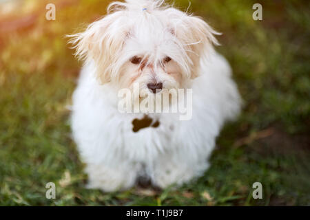 Junge malteser Hund auf einer Wiese Stockfoto