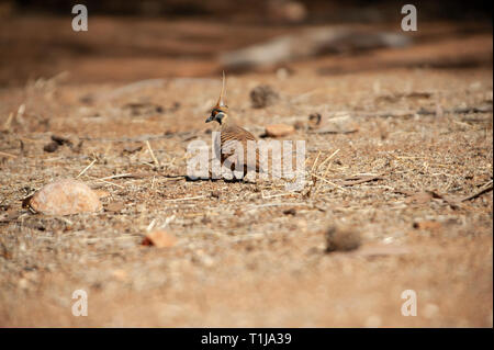 Spinifex tauben Futtersuche, Alice Springs Desert Park Stockfoto