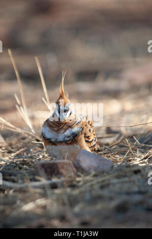 Spinifex tauben Futtersuche, Alice Springs Desert Park Stockfoto