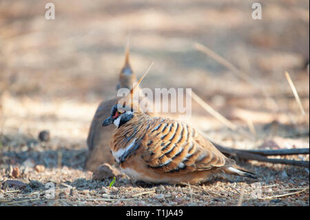 Spinifex tauben Futtersuche, Alice Springs Desert Park Stockfoto