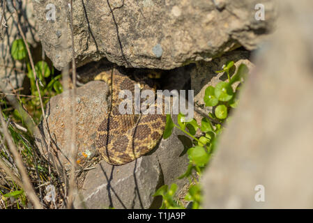Ein Northern Pacific rattlesnake ergibt sich aus seiner Höhle in Nordkalifornien. Stockfoto