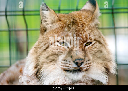 Bild Portrait von das Gesicht einer schönen wilden Katze im Zoo Voliere Stockfoto