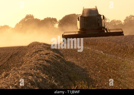Mähdrescher Ernte von Gerste Stockfoto