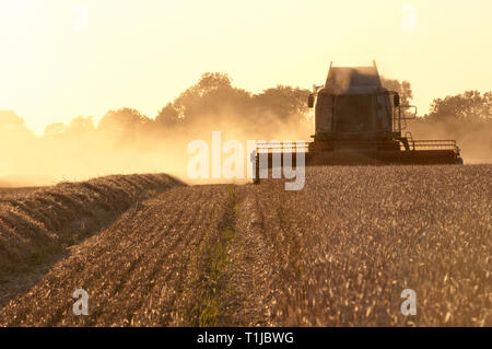 Mähdrescher Ernte von Gerste Stockfoto