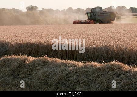 Mähdrescher Ernte von Gerste Stockfoto