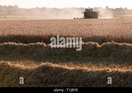 Mähdrescher Ernte von Gerste Stockfoto