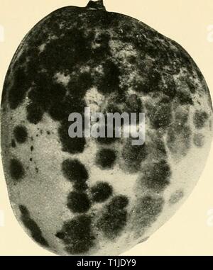 Krankheiten von Pflanzen - Pflanzen in der Krankheiten von Pflanzen - Pflanzen in der Kleinen Antillen diseasesofcroppl 00 nowe Jahr: 1923 Colletotrichum von Mango Fruii Stockfoto