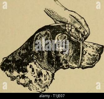 Krankheiten des Hundes und Krankheiten des Hundes und ihre Behandlung diseasesofdogthe 01 ml Jahr: 1897 epithelialen Tumoren. 347 Vollpanzerung (außer bei leichten Operationen o £ das Auge, in dem * ' • Lokale 'Anästhesie mit Kokain ausreichend ist). Wir verwenden grundsätzlich Chloral, Äther, Chloroform, oder Brom-Äther. Es ist ratsam, chloral Bild zu geben. 76. Stockfoto