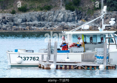 Bar Harbor, Maine, USA - 28. Juli 2017: Hummer Männer ihre frisch gefangenen Hummer Sortierung vor dem Verkauf ihrer harten Arbeit in den Docks, in Bar Harbo Stockfoto