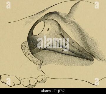 Krankheiten des Hundes und Krankheiten des Hundes und ihre Behandlung diseasesofdogthe 01 ml Jahr: 1897 ERKRANKUNGEN DES SEHNERVEN UND DER NETZHAUT. 371 Nach enukleation, der Hohlraum des Auges ist mit einer anti-septisch Flüssigkeit und die Blutung durch einen Tampon gestoppt gewaschen; es sollte in Pulverform mit iodoform oder sulphonal werden. Moller berät den Orbit Bild zu packen. 82. Die Muskeln des linken Auges: a, Superior; b, extern; c, minderwertige gerade Muskeln des Auges; 1, Augapfel; 2, Orbital arch Schnitt durch. mit einem saugfähigen Baumwolltuch und Stich, die Augenlider. Hunde sind nicht schlecht dis - durch den Verlust eines Auges dargestellt, Stockfoto