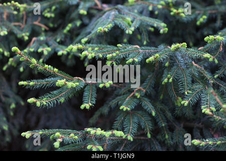 Junge Triebe auf einer Fichte. Frühling. Close Up, selektive konzentrieren. Stockfoto