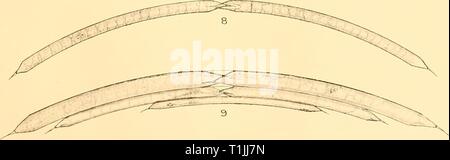 Reports (1937) Entdeckung berichten discoveryreports 16 inst Jahr: 1937 sjGXKSSS â. RHIZOSOLENIA CURVATA Stockfoto