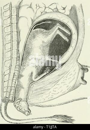 Die Krankheiten und Störungen der Krankheiten und Störungen des Ochsen, mit Berücksichtigung der Krankheiten der Schafe diseasesdisorderox 00 gres Jahr: 1889 2-i Stockfoto