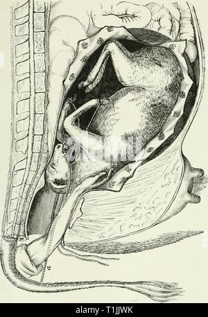 Die Krankheiten und Störungen der Krankheiten und Störungen des Ochsen, mit Berücksichtigung der Krankheiten der Schafe diseasesdisorderox 00 gres Jahr: 1889 Stockfoto