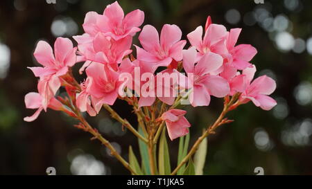 Nerium oleander Blume | Plumeria flower Stockfoto