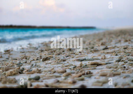 Dieses einzigartige Bild zeigt die natürliche Strand einer maledivischen Insel wo Coral Stücke vom Meer berührt wurden. Stockfoto
