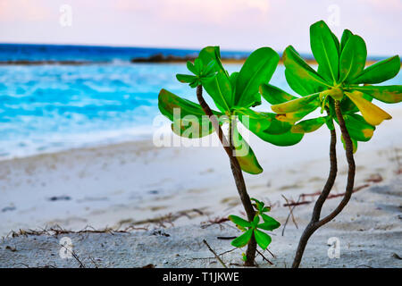 Dieses einzigartige Bild zeigt eine wilde kleine Pflanze mit üppigen, grünen Blätter an den Strand der Malediven und im Hintergrund den Indischen Ozean sehen können Stockfoto