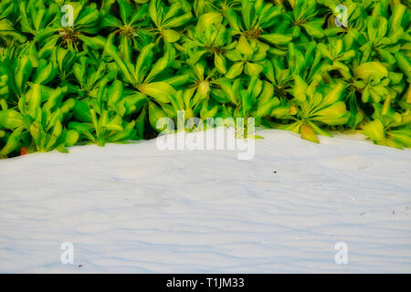 Dieses einzigartige Bild zeigt den schönen Strand auf den Malediven Insel mit seinem feinen weißen Sand. Im Hintergrund wächst eine wilde exotische Bush Stockfoto