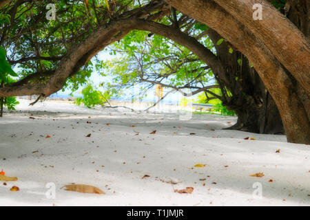 Dieses einzigartige Bild zeigt den natürlichen Strand auf einer Insel der Malediven. Sie können sehen, wie die Bäume wölben. Stockfoto