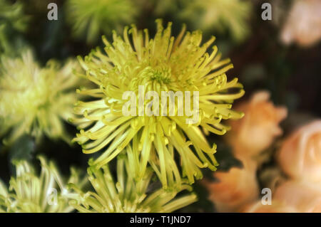 Schönen grünen Grevillea moonlight Blumen Hintergrund. Natur Hintergrund Stockfoto