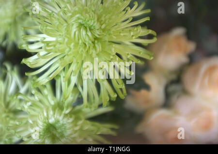 Schönen grünen Grevillea moonlight Blumen Hintergrund. Natur Hintergrund Stockfoto