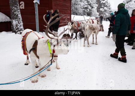 JOKKMOKK, Schweden am Februar 08, 2019. Blick auf den Beginn der Parade durch Jokkmokk mit Rentieren, Touristen. Redaktionelle Verwendung. Stockfoto