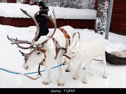 JOKKMOKK, Schweden am Februar 08, 2019. Blick auf den Beginn der Parade durch Jokkmokk mit Rentieren, Touristen. Redaktionelle Verwendung. Stockfoto