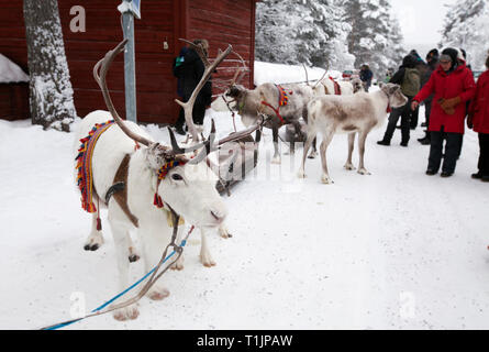 JOKKMOKK, Schweden am Februar 08, 2019. Blick auf den Beginn der Parade durch Jokkmokk mit Rentieren, Touristen. Redaktionelle Verwendung. Stockfoto