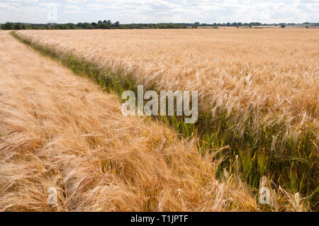 Gerste Felder im Sommer vor der Ernte Stockfoto