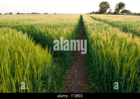 Ländliche Szene mit grünen Gerste Felder Stockfoto