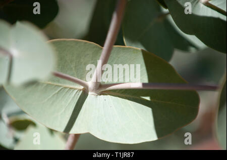 Blätter von einem Blue Mallee Baum im Alice Springs Desert Park, Northern Territory, Australien Stockfoto