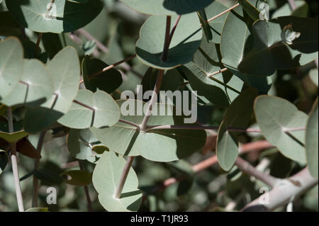 Blätter von einem Blue Mallee Baum im Alice Springs Desert Park, Northern Territory, Australien Stockfoto