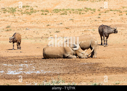 Ein paar White Rhino durch ein Wasserloch im südlichen afrikanischen Savanne Stockfoto