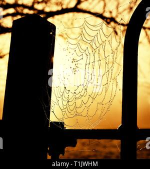 Ein cobweb bei Sonnenaufgang, mit frühen Morgen Tau, Wassertropfen, goldene Stunde Licht, Park Gate. Glebe Park Road, Bowness on Windermere, Lake District, Cumbria, Stockfoto