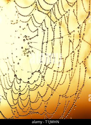 Ein cobweb bei Sonnenaufgang, mit frühen Morgen Tau, Wassertropfen, Nahaufnahme, Makro, goldenen Stunde Licht Stockfoto