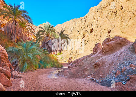 Die kleine Oase mit üppigen Palmen im Schatten der Felsen in kleinen Coloured Canyon, Sinai, Ägypten. Stockfoto