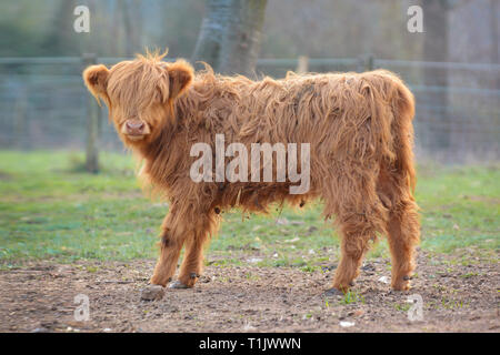 Volle Sicht auf eine nette junge Schottische Highland rind kalb mit hellbraunen Langen, zotteligen Fell Stockfoto