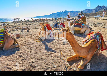 DAHAB, Ägypten - Dezember 16, 2017: Beduinen bieten Camel Safari entlang der Wüste Küste von Aqaba Gulf, am 16. Dezember in Dahab. Stockfoto