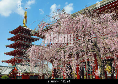 Tokio, Japan. 27 Mär, 2019. Eine Kirsche Blüte Baum neben dem Fünfstöckigen Pagode auf dem Sensoji-Tempel in Asakusa in Tokio, Japan. Anzeigen der Kirschblüte oder Sakura, hat etwas von einer nationalen Vergangenheit - Zeit für die Japanische, und ist ein großer Anziehungspunkt für Touristen. Dauerhafte nur etwa zwei Wochen, wird sichergestellt, dass die beliebtesten anzeigen Bereiche sind immer verpackt. Quelle: Paul Brown/Alamy leben Nachrichten Stockfoto