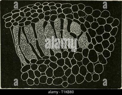 Krankheiten von Pflanzen, indem sie Krankheiten von Pflanzen durch cryptogamic Parasiten induziert induziert; Einführung in das Studium der pathogenen Pilzen, Schleim - Pilze, Bakterien und Algen diseasesofplant 00 tube Jahr: 1897 544 DIE I'ATHOGENIC ALGEN. Forme (der frühere Name); er glaubt auch, daß es auf feuchten Boden existiert und unabhängig von (ritnncra. Anabaena cycadearum (Reinke). [Nostoc commune (Sclmeider)."] Die IVtllovving Konto dieser Art ist von De genommen Lary. Keimlinge von Cycadeae haben eine dicke Tippen - Wurzel, die Niederlassungen in den Boden; aus dem proximalen Ende des Primary Root ein Paar root-Zweige wachsen Stockfoto