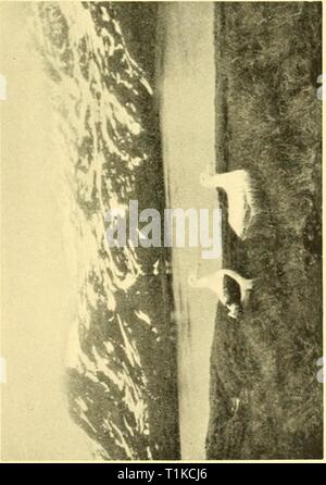 Reports (1929) Entdeckung berichten discoveryreports 11929 inst Jahr: 1929 Stockfoto