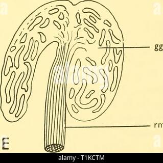 Reports (1962) Entdeckung berichten discoveryreports 31 inst Jahr: 1962 rm Text-Bild. 7. Fett - investiert der swimbladders Cyclothone microdon (a und b) und c Signata (C, D und E). (A und C, seitlichen Blick; D und E, ventralen Ansichten.) bk, bauchigen, hinterer Teil der Niere; gg, Gas-Drüse; ft, Fettsäuren Investition von Regressiert swimbladder; Mt, Darm; Oy, Eierstock; pv, Herkunft der Bauchflossen; rm, rete mirabile, Rsb, Regressiert swimbladder; St, Magen, (a, x 13-5, x37-5B; c. xi 8'9, d Xi 8-9; e, x 30.) 3DM Stockfoto