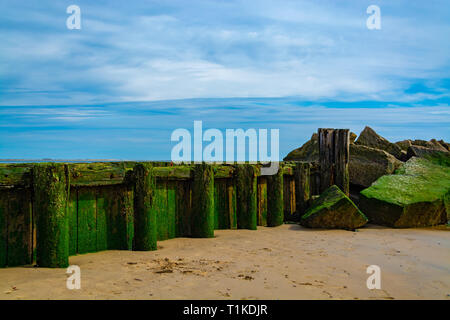 Seegras und Algen wächst auf einem Holz- Beach Pier entlang der Bucht. Stockfoto