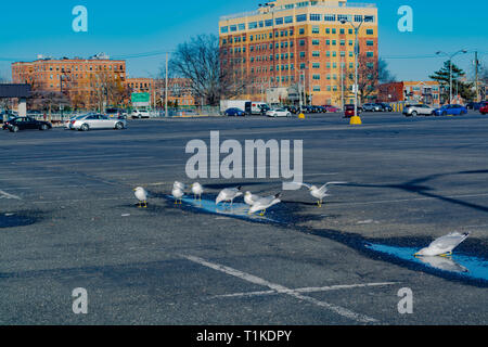 Möwen baden auf dem Parkplatz in Brooklyn. Stockfoto